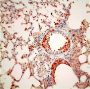 Cells infected by avian influenza A viruses with PB2 adaptation marker, cells in brown colour are cells replicated by infection.